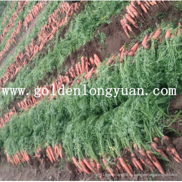 Свежий Красный Морковь Из Области Шаньдун 